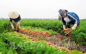 VIDEO: Nông dân thu lãi từ 7 đến 12 triệu đồng/sào cà rốt